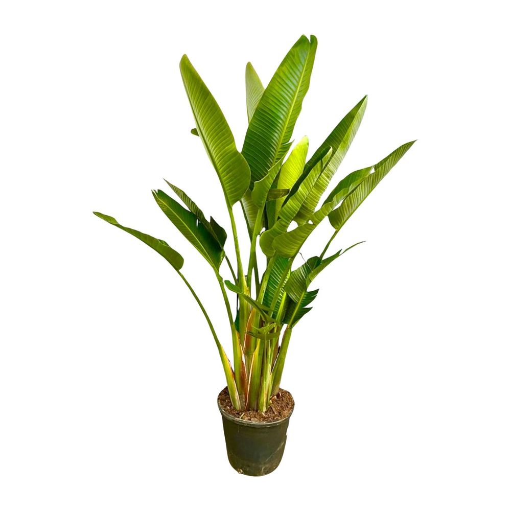 Strelitzia augusta - plantes d'intérieur