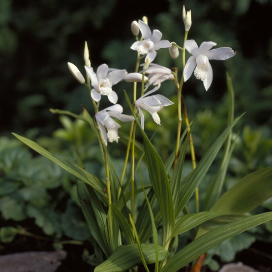 Orchidée jacinthe alba - le pot / ø 9cm