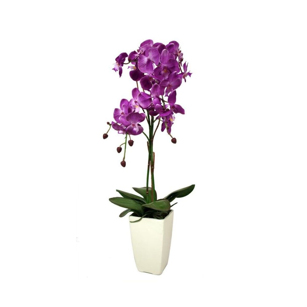 Orchidée fuchsia en pot blanc fuchsia
