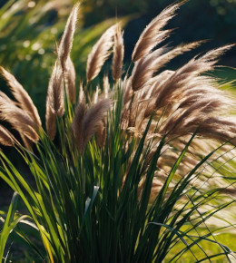 Gros plan sur une touffes d'épis de pennisetum