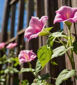 Gros plan sur un ipomée en fleurs dans un jardin de particulier
