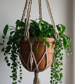 plante d'intérieur tombantes dans un pot suspendu pour mettre en exergue les branchages et feuillages qui pendent en dehors du pot
