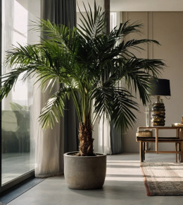Palmier d'intérieur apportant une touche de nature à un salon