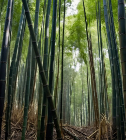 Forêt de bambous ombragée géante