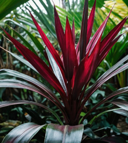 Focus sur un feuillage de Cordyline.