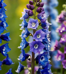 Gros plan sur les pétales d'un delphinium en fleur
