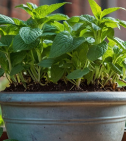 Pot contenant de multiples plants de menthe pour agrémenter les repas