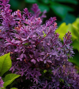 Gros plan sur des fleurs violettes issu d'un arbuste 