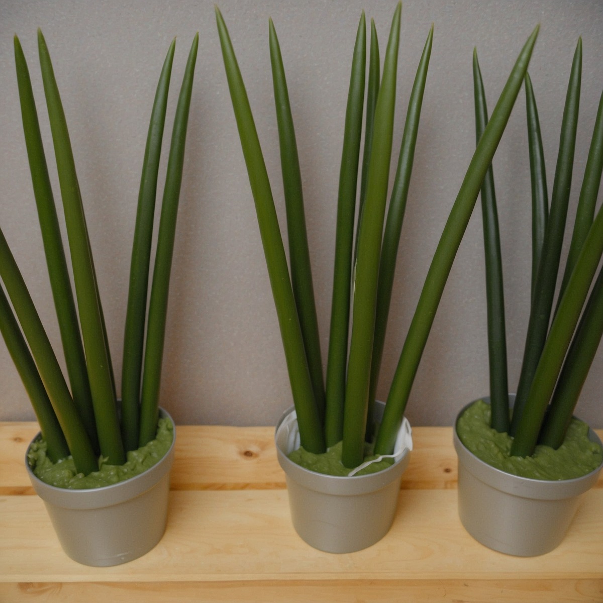 Trois pot de plante épée de saint george