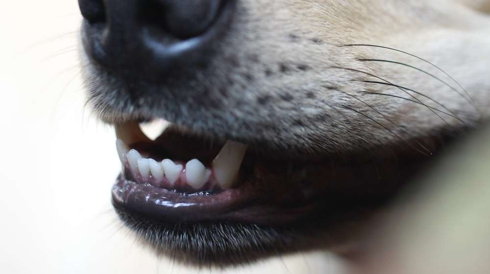 Dents du chien : comment en prendre soin ?