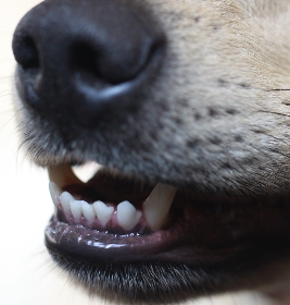 soins dents chien