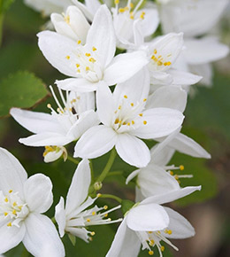 Deutzia blanc