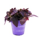 Fleur à trois mâts - tradescantia pallida - plante d'intérieur suspendue facile d'entretien - feuille rouge - pot 12cm - violet