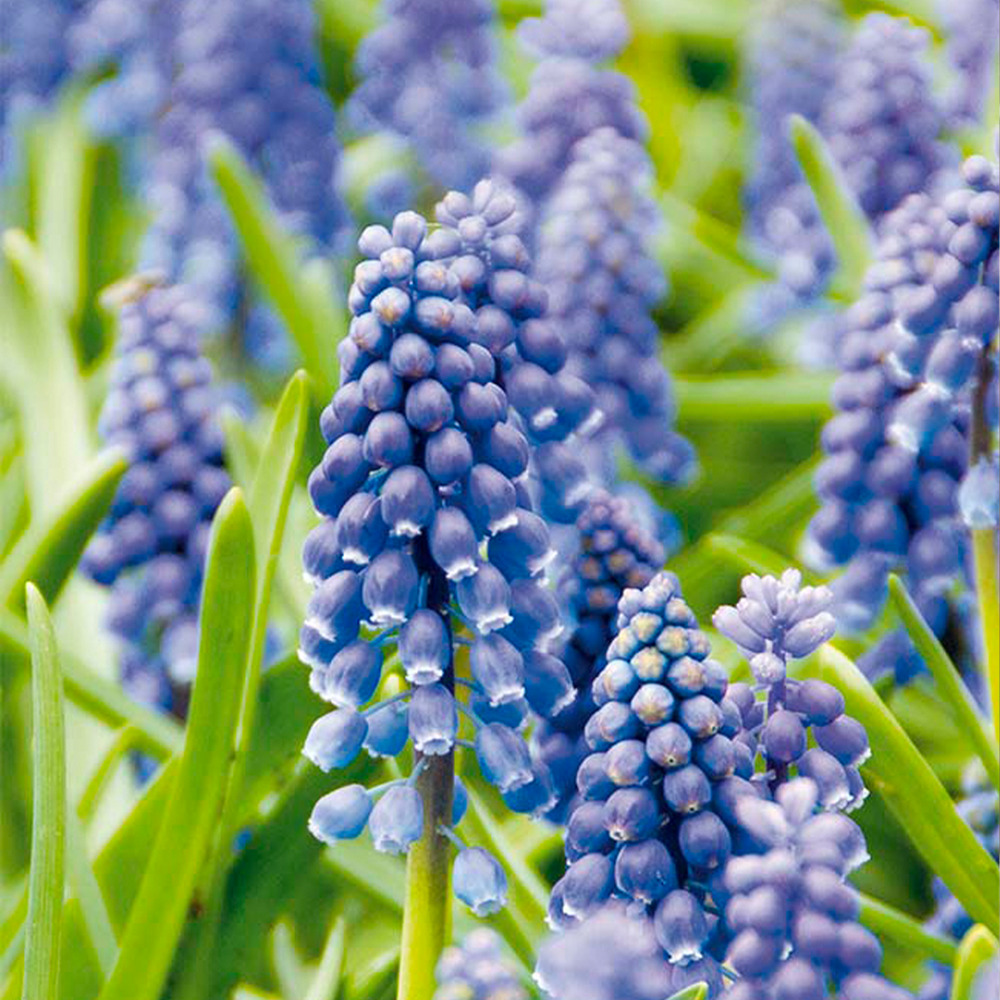 Mélange de 50 - muscari armeniacum - jacinthe de raisin - raisins bleus - pousse jusqu'à 10-15 cm
