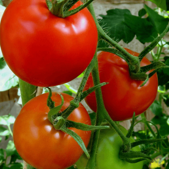 Plant de tomate pyros godet