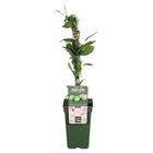 Actinidia arguta 'issai' – kiwi-berry – plante grimpante – rustique - ⌀19 cm - ↕45-55 cm