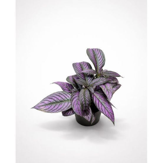 Strobilanthes dyeriana metallica - lierre rouge d. 14cm h. 20cm - plante d'intérieur
