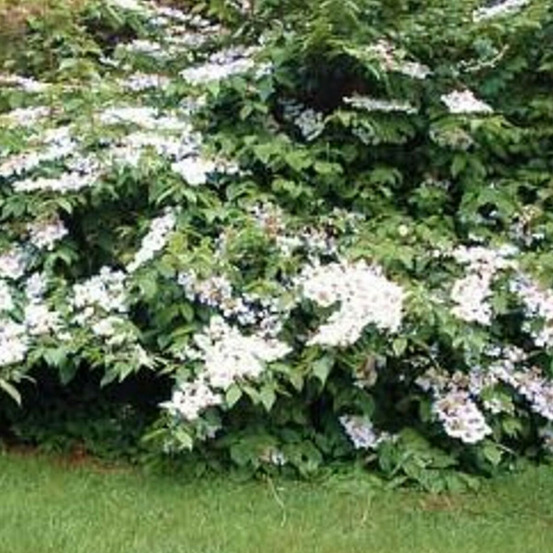 Viorne de chine lanarth, viburnum pot de 3l - 40/60 cm