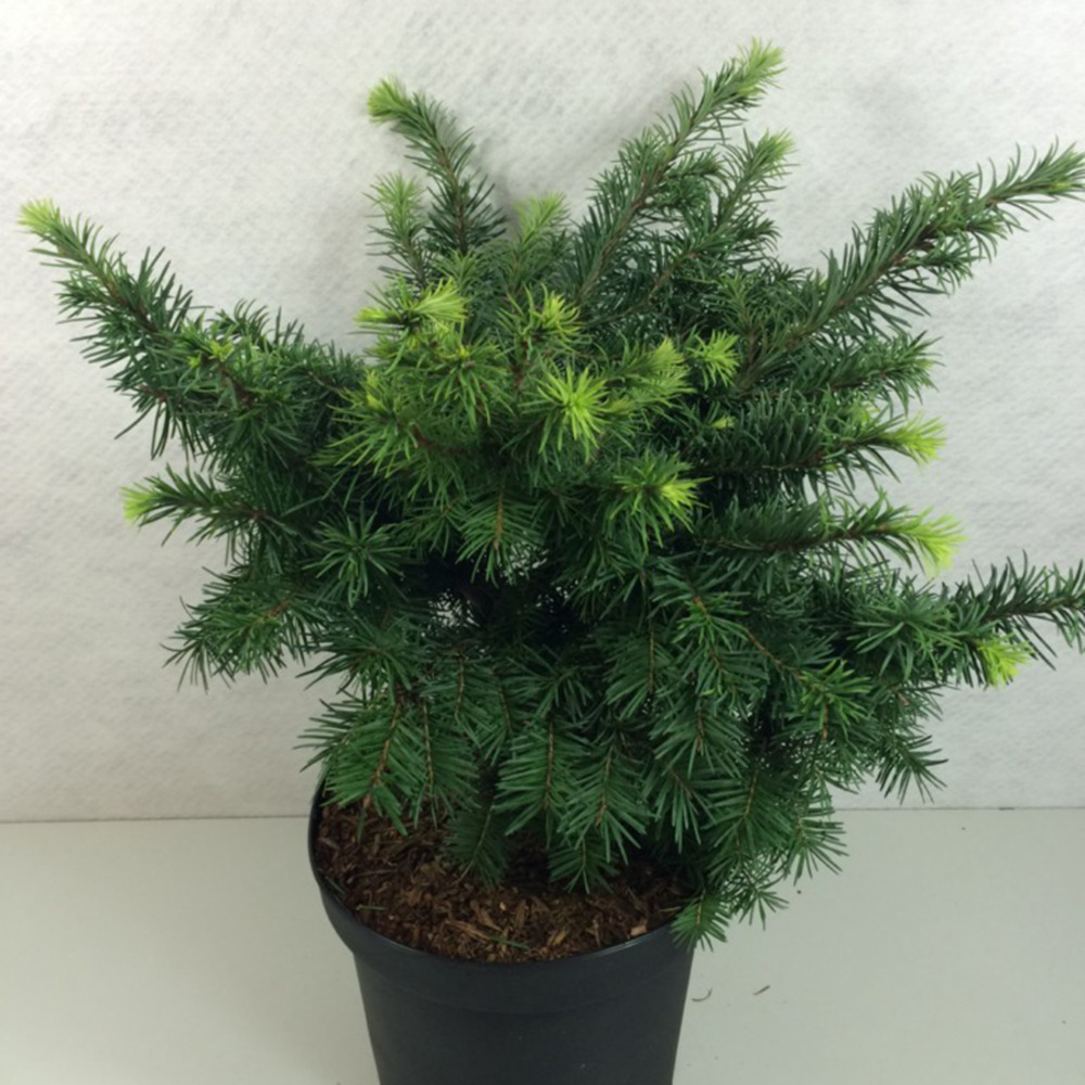 Pin d'oregon, sapin de douglas 'fletcheri' pot de 7,5l/10l, tige, tige de 80 cm