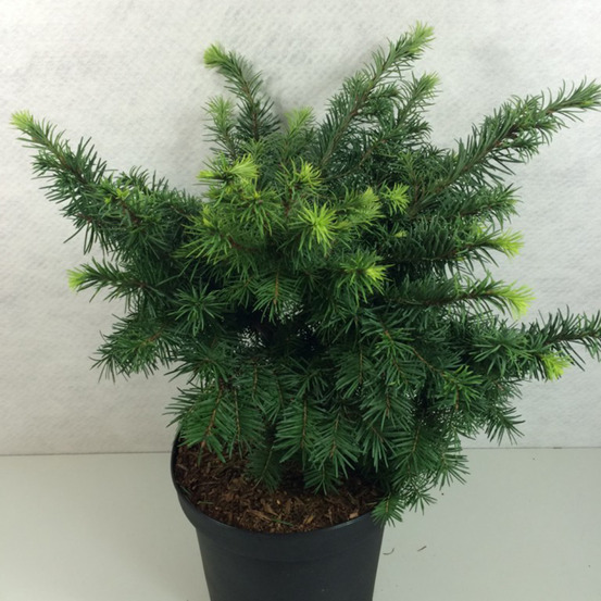 Pin d'oregon, sapin de douglas 'fletcheri' pot de 7,5l/10l, tige, tige de 80 cm