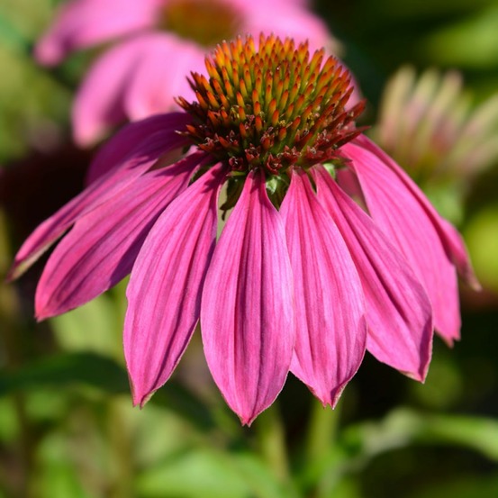 Rudbeckia pourpre 'pow wow wild berry ' le sachet de 8 graines environ