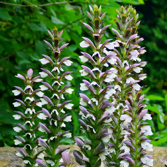 Acanthe mornings candle - le pot / ø 9cm