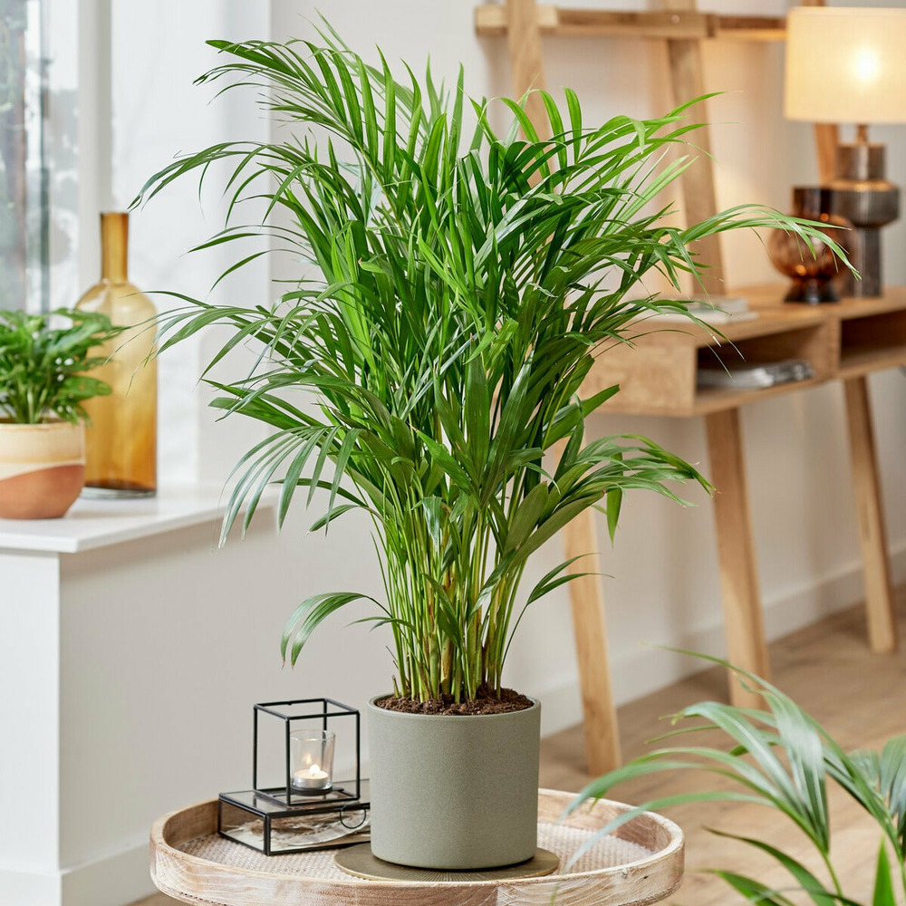 Areca - palmier d'intérieur - le pot / ø 14cm / hauteur livrée 40-50cm