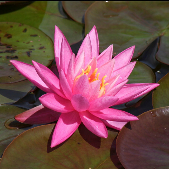 Nénuphar rose arey - le pot / ø 9cm