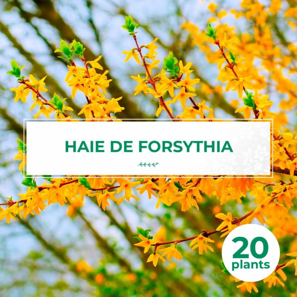 20 forsythias (forsythia x intermedia 'lynwood gold') - haie de forsythia x intermedia