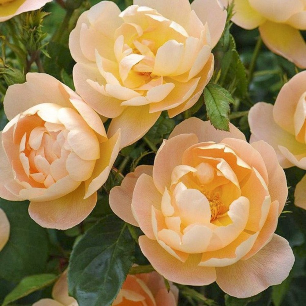 Rosier anglais 'the lark ascending' pot de 4l/5l