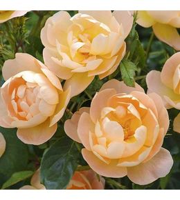 Rosier anglais 'the lark ascending' pot de 4l/5l