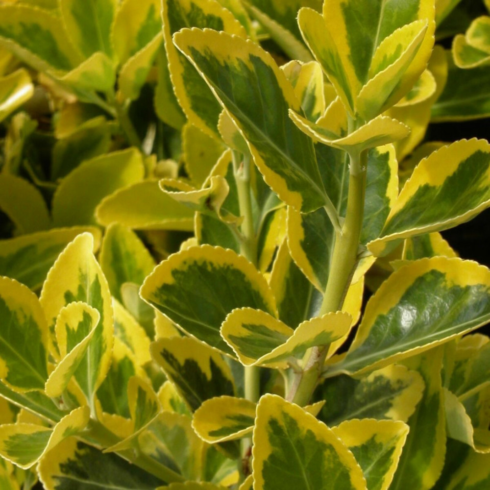Fusain du japon microphyllus aureovariegatus, euonymus pot de 3l - 20/40 cm