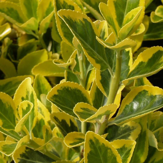 Fusain du japon microphyllus aureovariegatus, euonymus pot de 3l - 20/40 cm