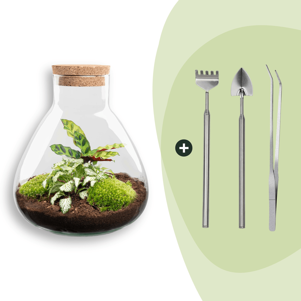 Terrrium en kit fittonia vert calathea lancifolia et 4 outils - h27 cm - ø27 cm - plantes d'intérieur