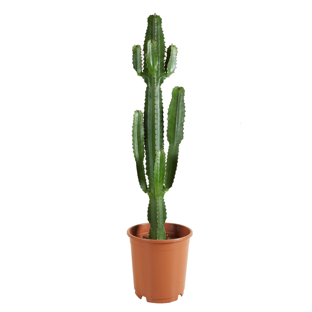 Euphorbia acrurensis - euphorbe - cactus cowboy - plante cactus - hauteur 100-120 cm - pot 24 cm