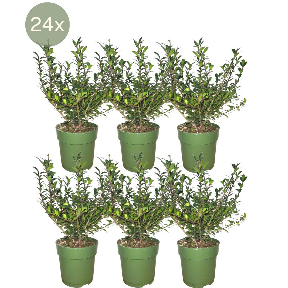 24 x ilex crenata 'jenny'