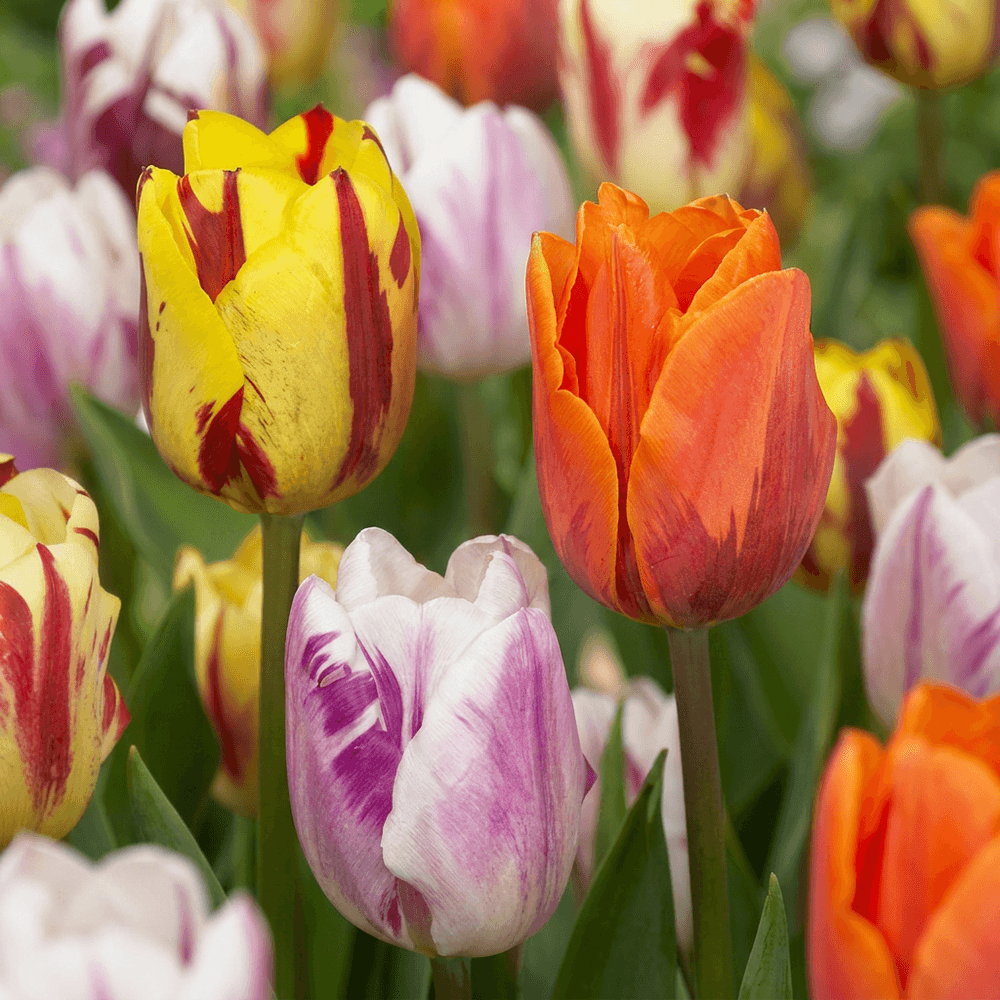 Tulipe 'flaming beauty' en mélange (tulipa) - floraison printanière - calibre 11/12 - 60 bulbes