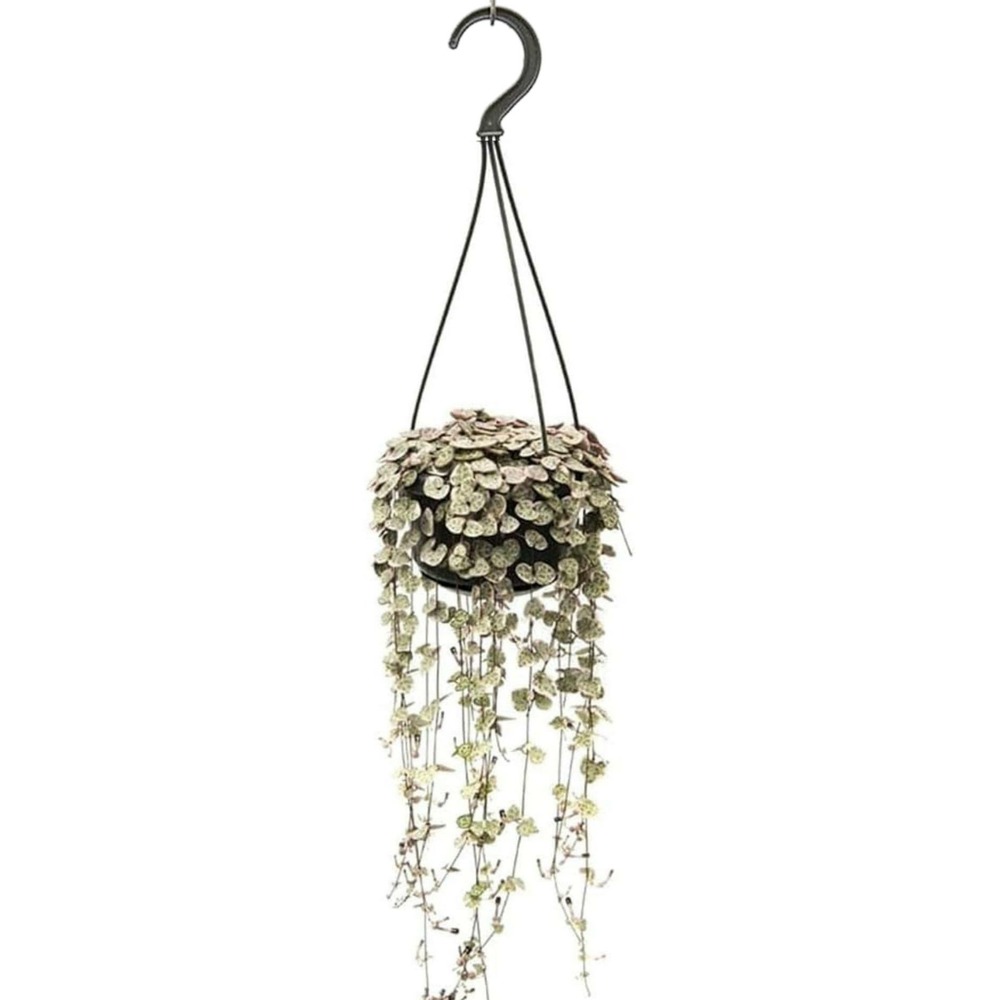 Ceropegia woodii - lanterne chinoise - ↕ 25-30 cm - ⌀ 14 cm - plante d'intérieur