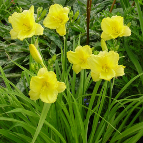 Hémérocalle happy returns lot de 3 godets