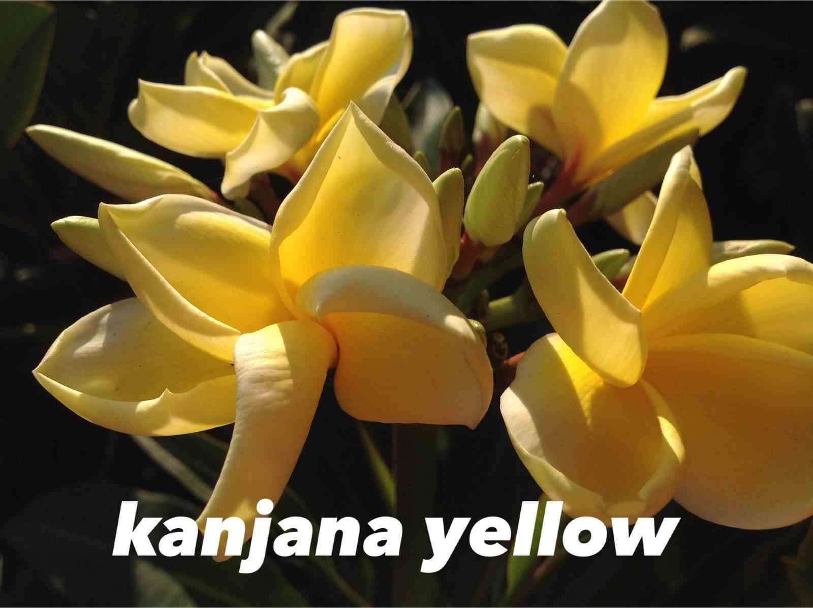 Plumeria rubra "kanjana yellow" (frangipanier)   jaune - taille pot de 2 litres ? 20/30 cm