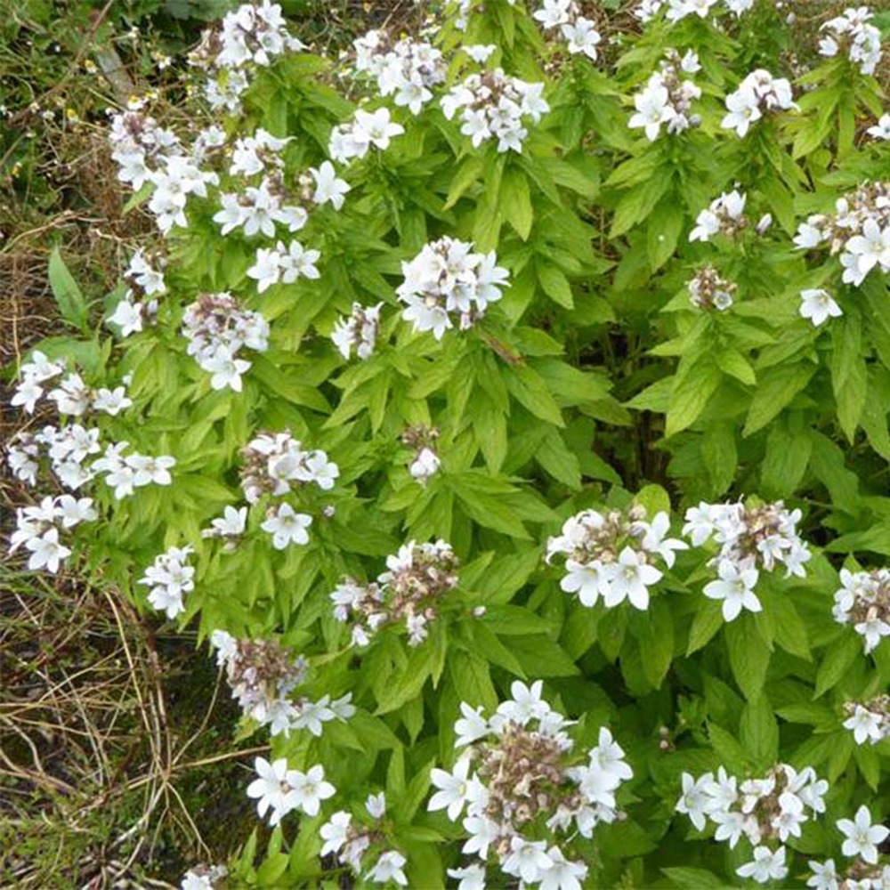Campanule à fleurs laiteuses 'white pouffe' godet de 8/9 cm
