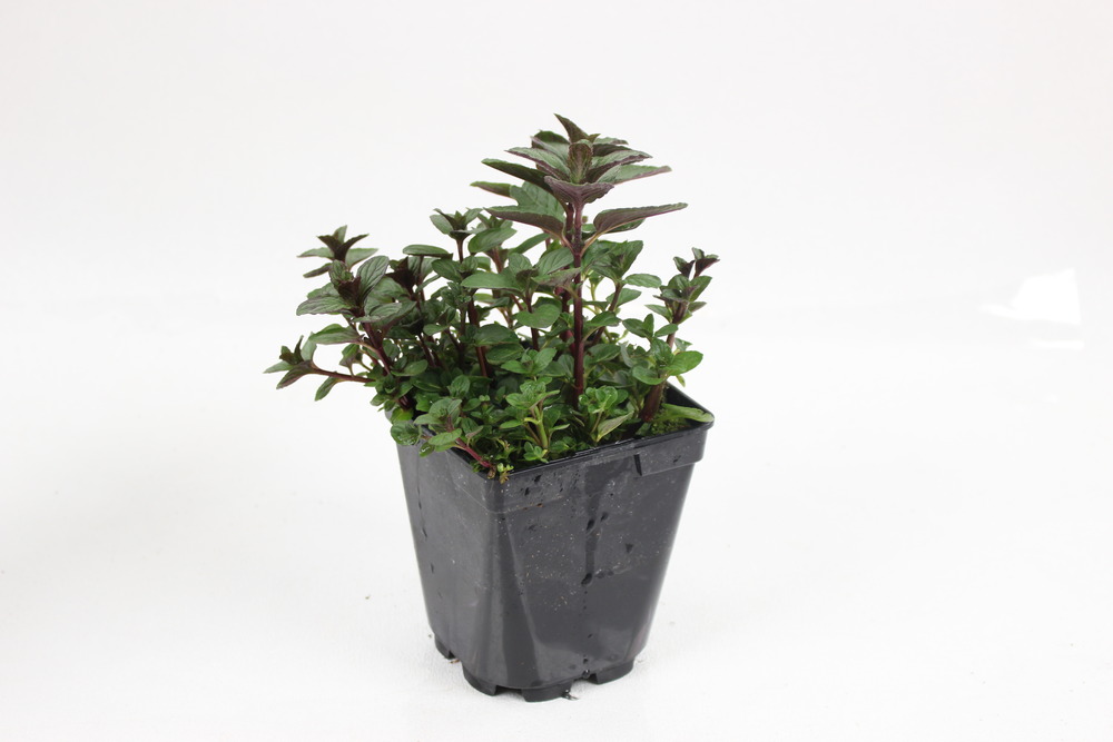 Plant de Menthe Glaciale pot 1 l