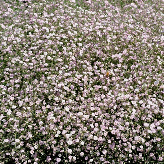 Gypsophile 'rosenschleier' pot de 2l/3l