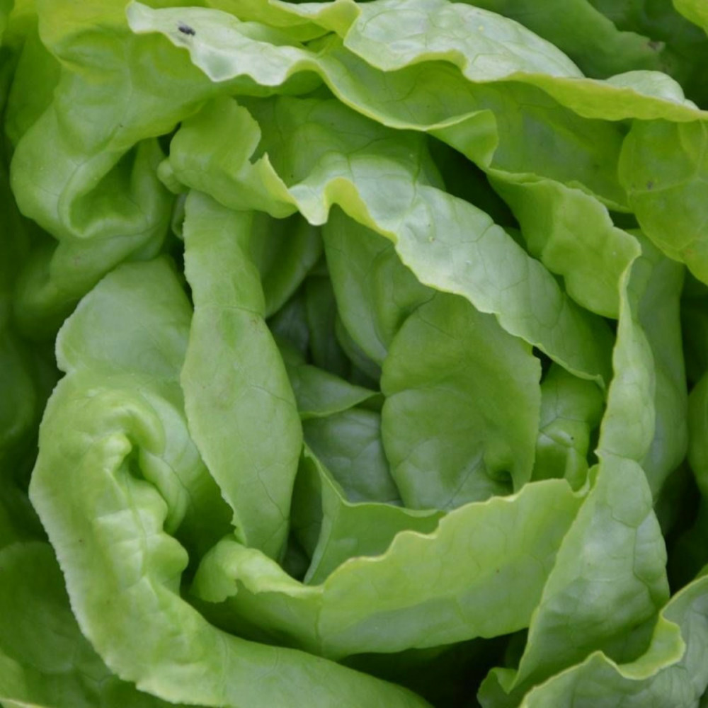 Graines de laitue pommée merveille d'hiver - vilmorin sachet