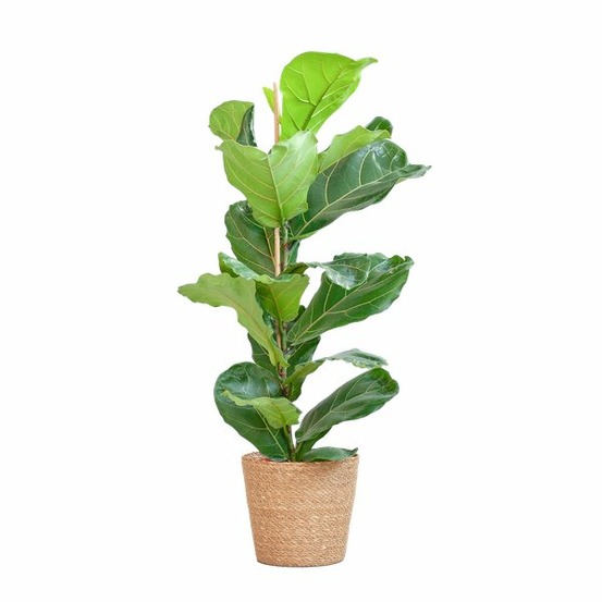 Ficus lyrata et son pot panier naturel - hauteur 80cm