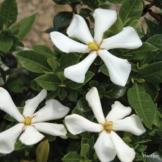 Gardénia, jasmin du cap 'pinwheel' pot de 2l/3l