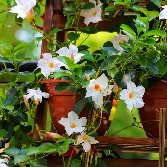 Jasmin du brésil blanc - dipladenia - le pot / ø 10.5cm, vendu par lot de 4