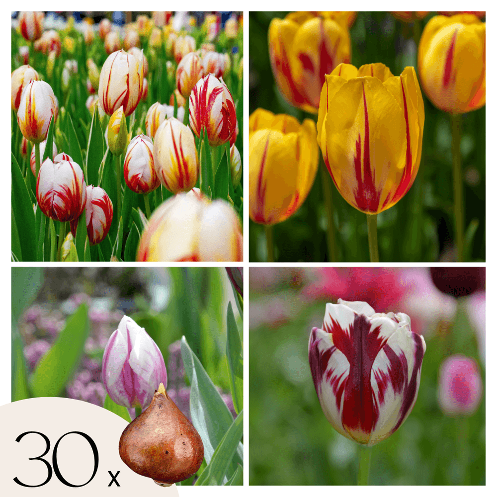 Tulipe - set de 30 - tulipa 'flaming beauty mix' - bulbes à fleurs