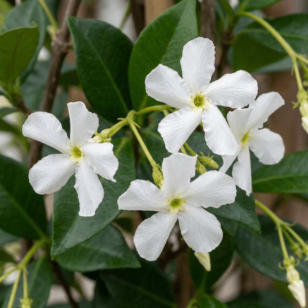 Jasmin étoilé - grimpante persistante parfumée - plante d'extérieur - lot de 4