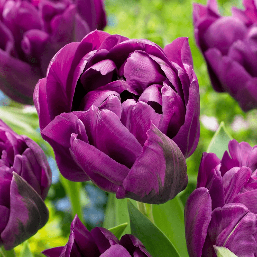 Tulipe double lilas (tulipa) - floraison printanière - calibre 11/12 - 96 bulbes